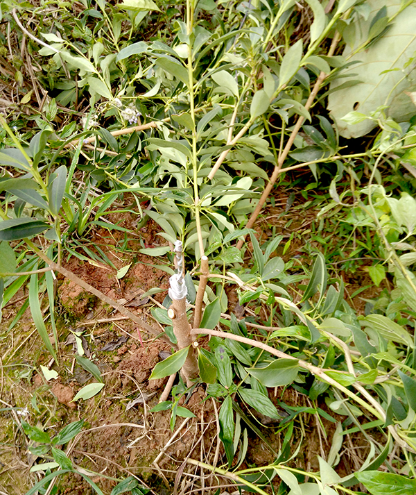 ���޽Ӻ�İ˽ǣ�ŷ�� �㣩