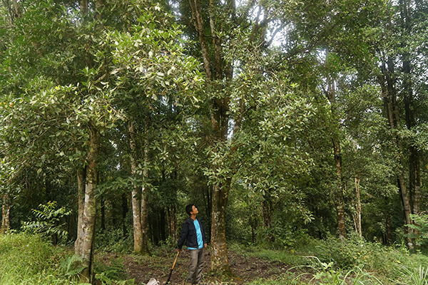 ��״Ԫ�صİ˽����֣������� �㣩